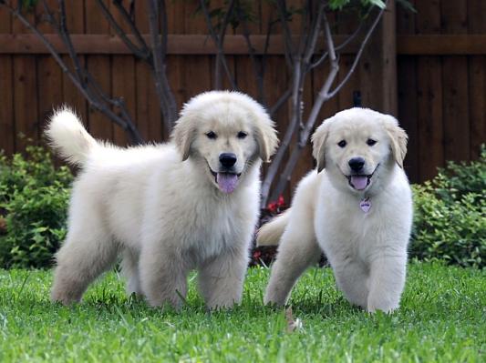 Beautiful Golden Retriever puppies for good home